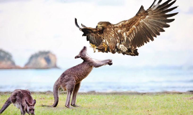 Eagle Attacks Kangaroo To The Last Breath- Wild Animal Fights