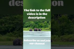 Elephant herd bathing in a lake | animal sri lanak