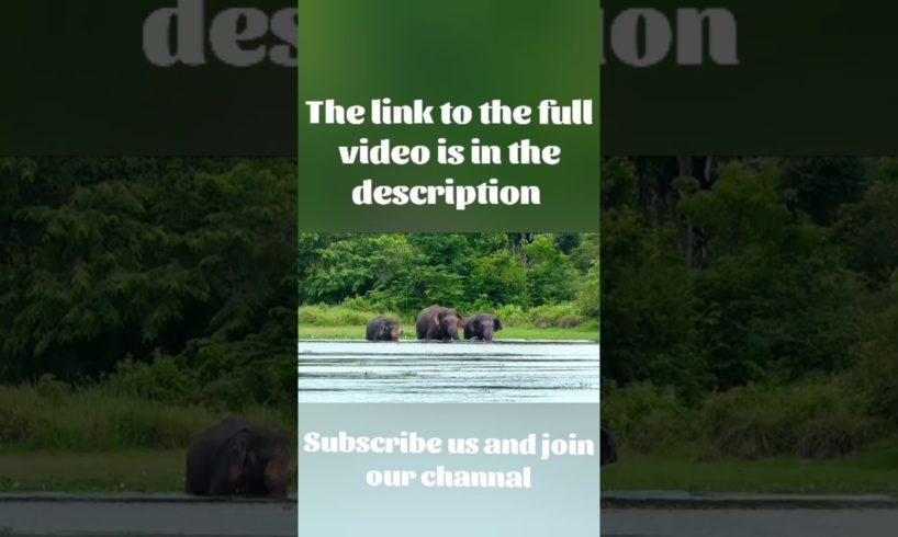 Elephant herd bathing in a lake | animal sri lanak