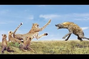 Emotional moments! Mother animal rescues baby from enemy hunting   Cheetah vs Hyena, Giraffe vs Lion