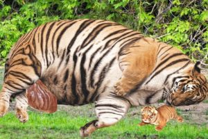 🐅 Endangered Sumatran Tiger Gives Birth At The Zoo ❤️ Life Comedy