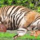 🐅 Endangered Sumatran Tiger Gives Birth At The Zoo ❤️ Life Comedy