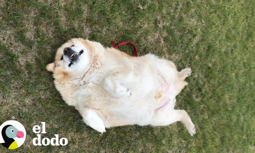 Este perro rebajó 45 kilos en un año | El Dodo