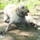 Este perro salpica en el lodo por la razón más linda | El Dodo