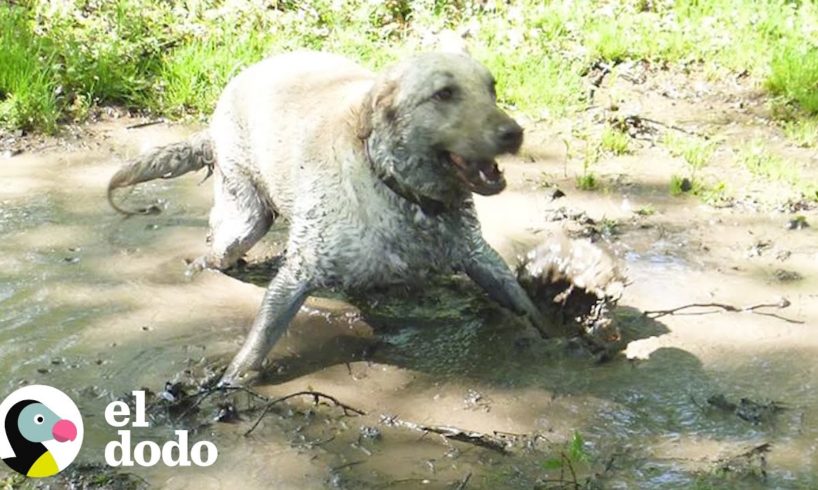 Este perro salpica en el lodo por la razón más linda | El Dodo