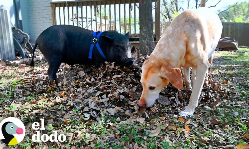 Este perro y cerdo son mejores amigos y viven para sus citas | El Dodo