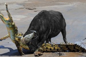 Extreme Fight Buffalo vs Crocodile , Wild Animals Attack