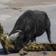 Extreme Fight Buffalo vs Crocodile , Wild Animals Attack