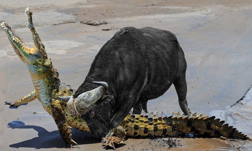 Extreme Fight Buffalo vs Crocodile , Wild Animals Attack