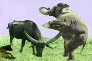 Extreme fights Buffalo VS Elephant, Animals attacks 2021
