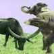 Extreme fights Buffalo VS Elephant, Animals attacks 2021