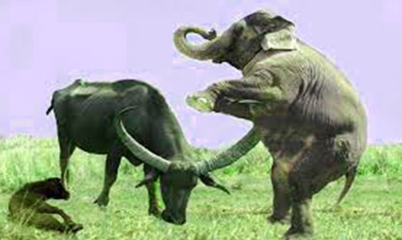 Extreme fights Buffalo VS Elephant, Animals attacks 2021