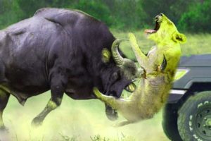 Extreme fights Tiger vs Buffalos , Animals attacks 2021