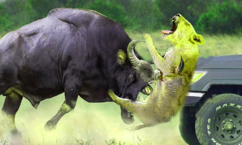 Extreme fights Tiger vs Buffalos , Animals attacks 2021
