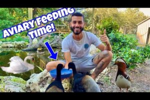 FULL FEEDING Tour In My AVIARY! INCREDIBLE!!!