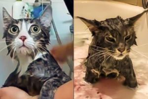 FUNNIEST CAT VİDEOS ON THE INTERNET #3 Tiktok Compilation