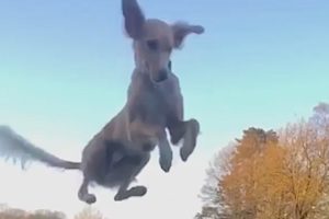 Fails of dogs, humans and other animals • viral mix 52