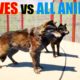 Far Cry 5 Arcade - Animal Fight: Wolf vs All Animals Tag Team Battles