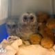 Fluffy Owlets Grow Big and Strong to Return to Wild | The Dodo Wild Hearts