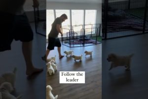 Follow the leader ❤️ || Cutest puppies haven't seen before  🙈 || #shorts #dog
