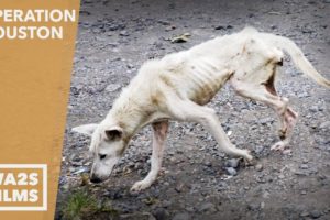 Forgotten Dog Rescuers Save 2 Starving Homeless Street Dogs - Howl & Hope For Dodo Dogs