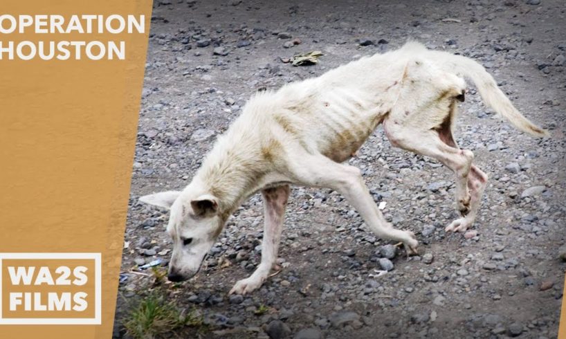 Forgotten Dog Rescuers Save 2 Starving Homeless Street Dogs - Howl & Hope For Dodo Dogs