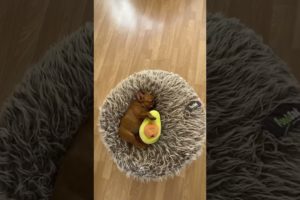 Frenchie Being Cute โค๏ธ Ultimate Cutest PUPPIES Frenchie Dogs๐คฃ #Frenchie #Shorts #FunnyDogs