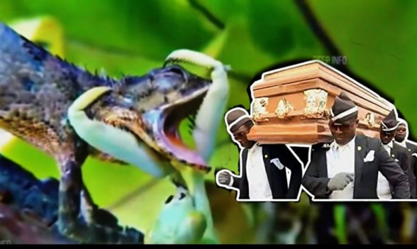 Funniest Animal Fights + Coffin Dance.