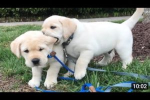 Funniest Cutest  Puppies #2 - funny Puppy Video 2022