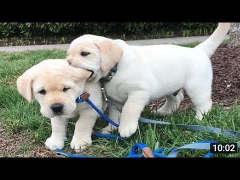 Funniest Cutest  Puppies #2 - funny Puppy Video 2022