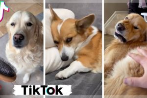 Funniest Dogs & Cutest Puppies of TikTok Compilation {NEW} TikToks that make you go AAWWW!