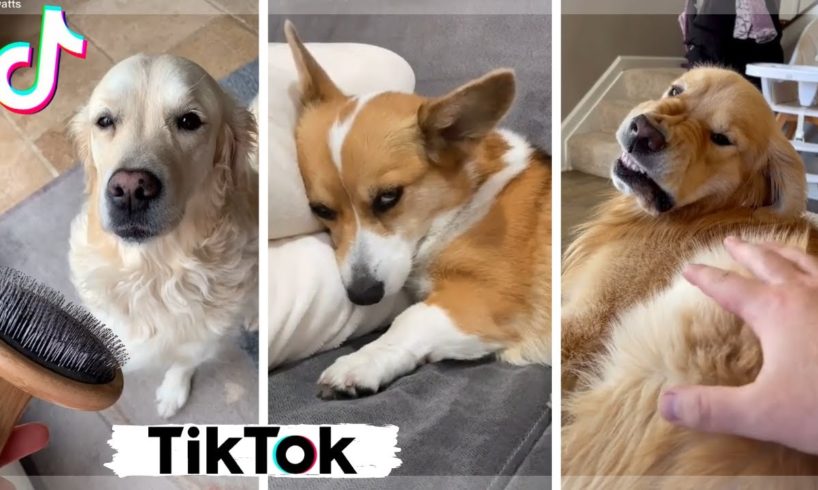 Funniest Dogs & Cutest Puppies of TikTok Compilation {NEW} TikToks that make you go AAWWW!