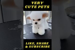 Funniest & Cutest Puppies  - Funny Puppy Videos 12 #shorts