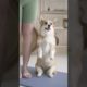 Funniest & Cutest Puppies | Funny Puppy Videos | Mini Pomeranian | Shorts @Resh Katiyar @Doggy @Dog