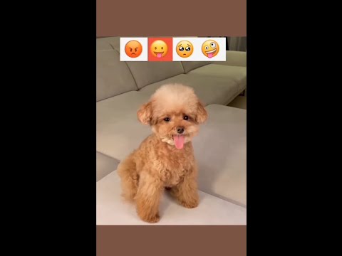 Funniest & Cutest Puppies Video #37 - Funny Puppy Videos 2021 | #shorts