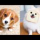Funniest & cutest puppies #1-Funny puppy videos 2021 #dog #funny #puppy