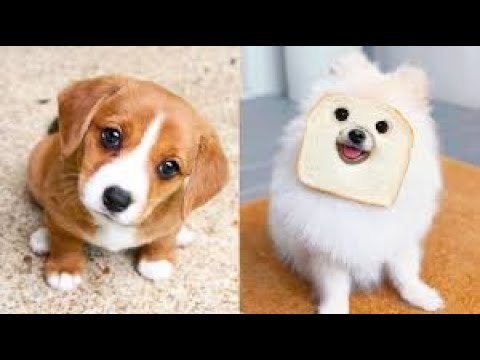 Funniest & cutest puppies #1-Funny puppy videos 2021 #dog #funny #puppy