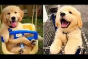 Funniest & cutest puppies #2-Funny puppy videos 2021 #dog #funny #puppy