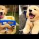 Funniest & cutest puppies #2-Funny puppy videos 2021 #dog #funny #puppy