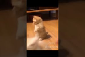 Funny Animal Videos | Two Cute Kittens Playing With Finger #shorts