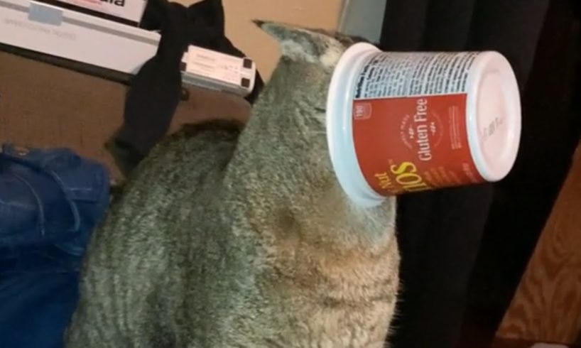 Funny Cat Fails | Funny Cat Compilation - FailArmy