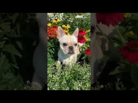 Funny Frenchie 🐶 Ultimate Cutest PUPPIES Frenchie Dogs🐕 #Frenchie #Shorts #FunnyDogs