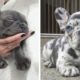 Funny and Cute French Bulldog Puppies Compilation - Cutest French Bulldog #1