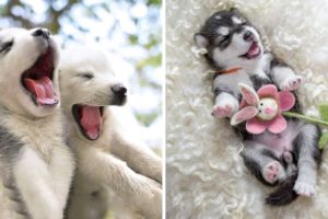 Funny and Cute Husky Puppies Compilation 2021 - Cutest Husky