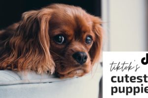 Funny tiktok Puppies // Cute Little Puppies tiktok Compilation // Cutest Puppies on tiktok