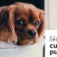 Funny tiktok Puppies // Cute Little Puppies tiktok Compilation // Cutest Puppies on tiktok