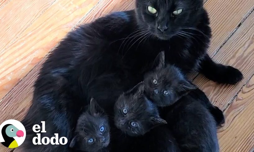 Gata está muy orgullosa de mostrarle sus gatitos a su madre de paso | ¡Adóptame! | El Dodo
