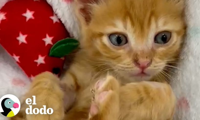 Gatito llora para que alguien lo rescate | El Dodo