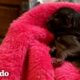 Gatito pequeño encontrado en la basura chupa la mano de su papá cuando duerme  | El Dodo