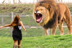 Girl Reunites With Pet Lion After 9 YEARS..